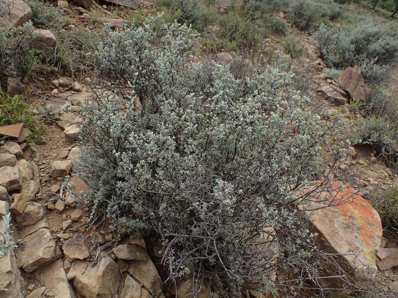 Pteronia quinqueflora photo 3
