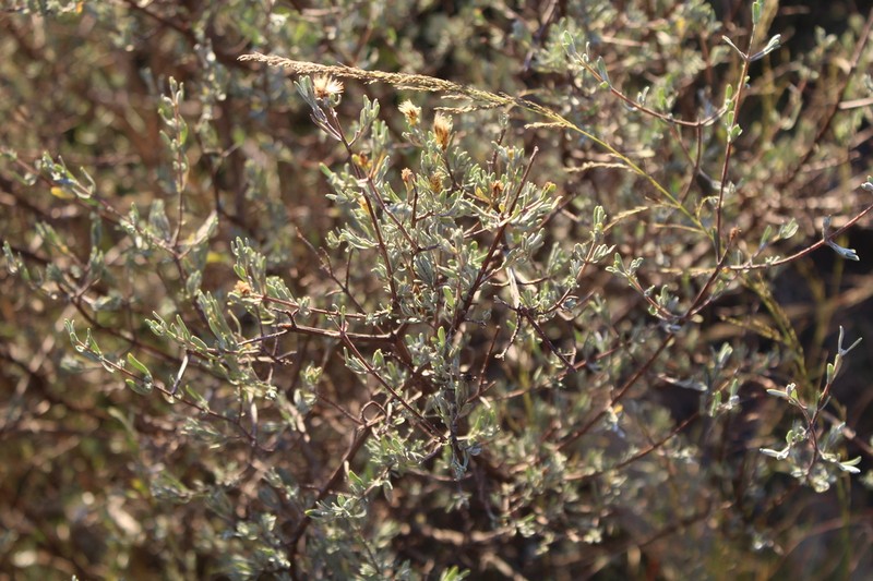 Pteronia quinqueflora photo 5