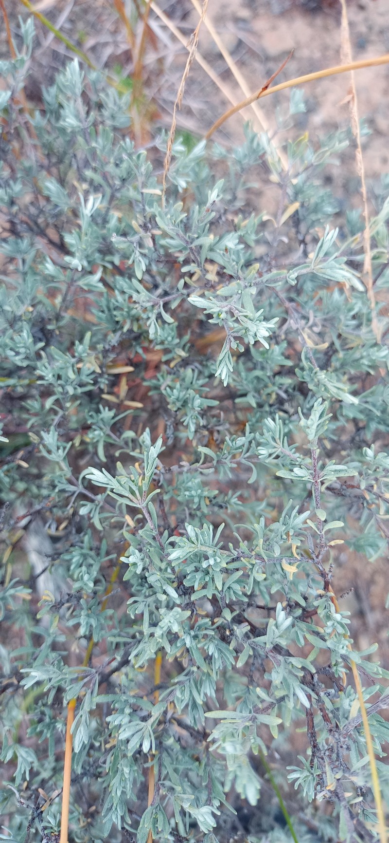 Pteronia quinqueflora photo 6