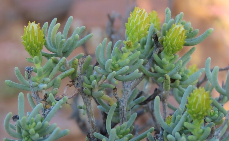 Pteronia rangei