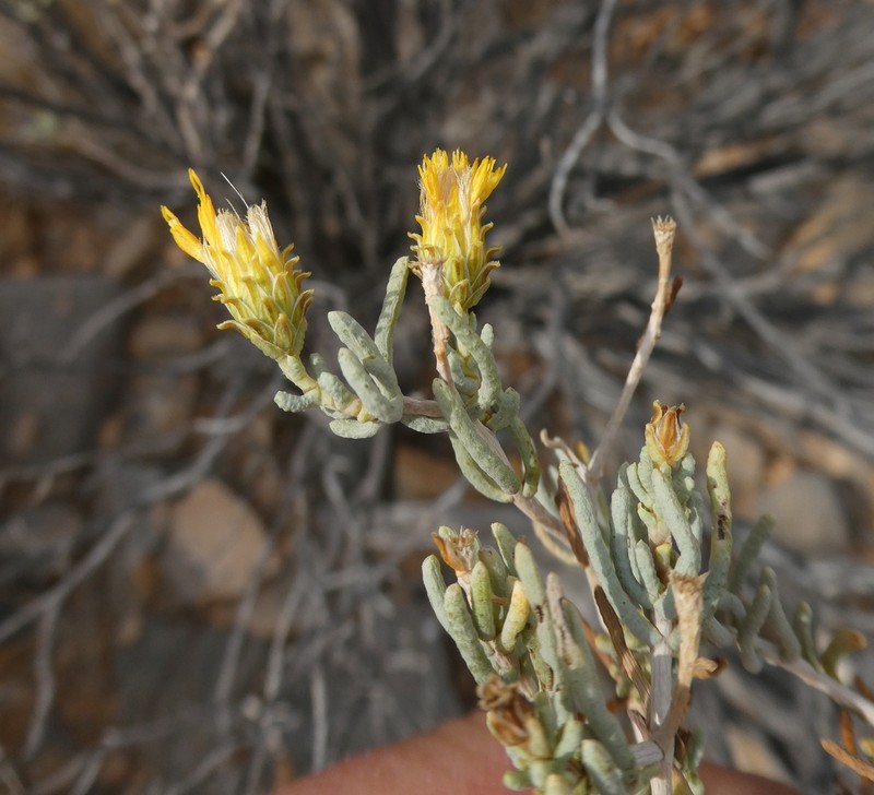 Pteronia rangei photo 2