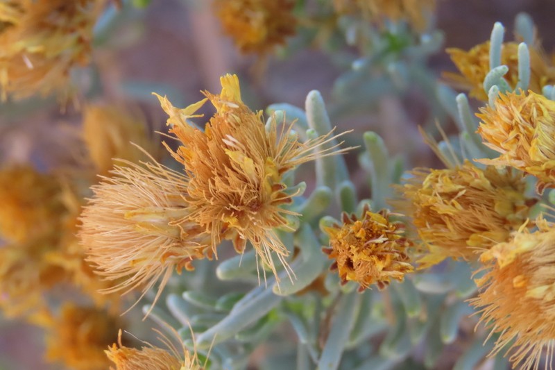 Pteronia rangei photo 3