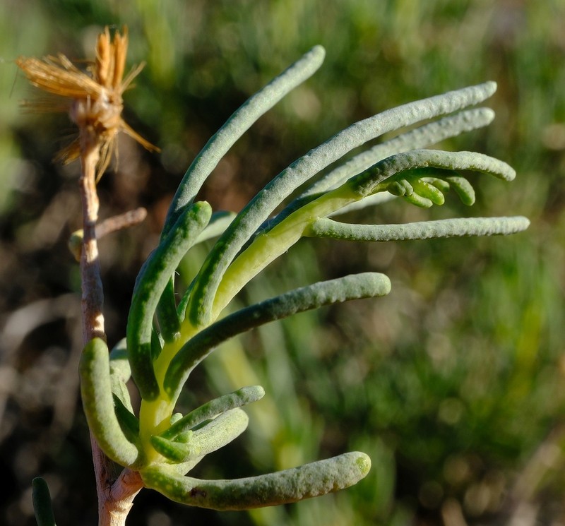 Pteronia rangei photo 6