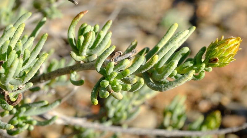 Pteronia rangei photo 8