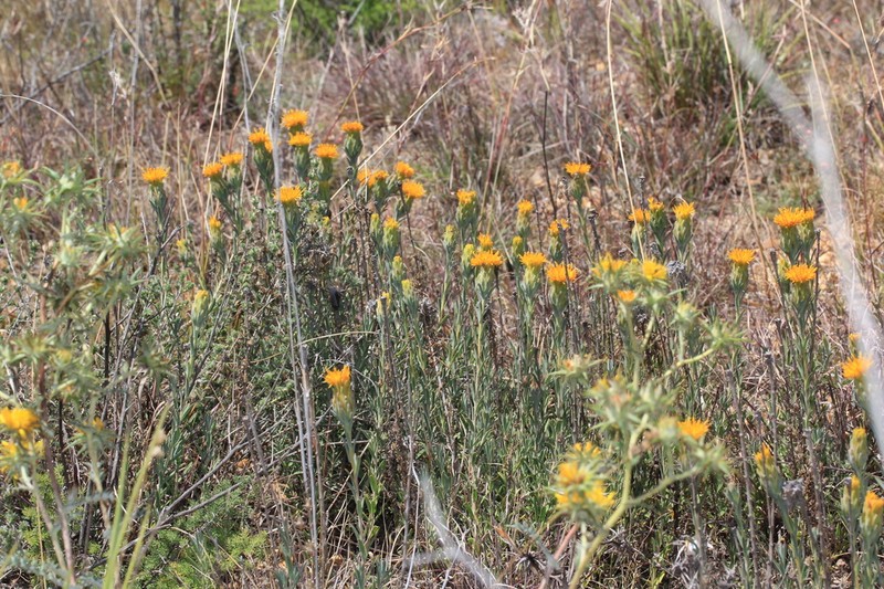 Pteronia scabra