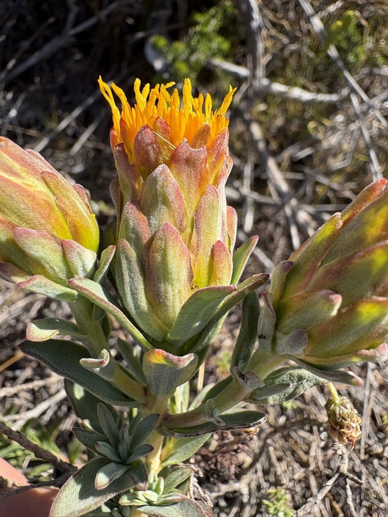 Pteronia scabra photo 2