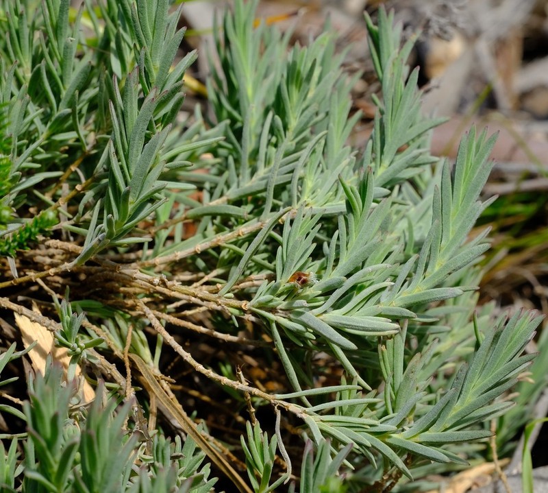 Pteronia scabra photo 3