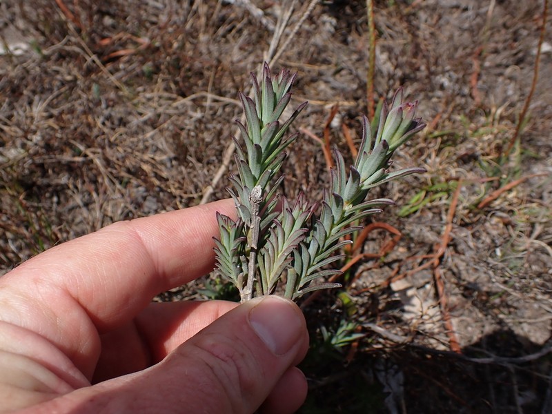 Pteronia scabra photo 4