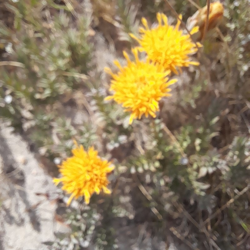 Pteronia scabra photo 5