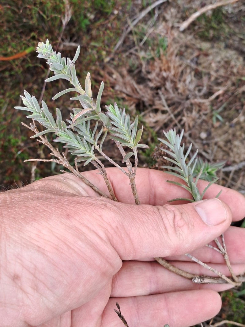 Pteronia scabra photo 6