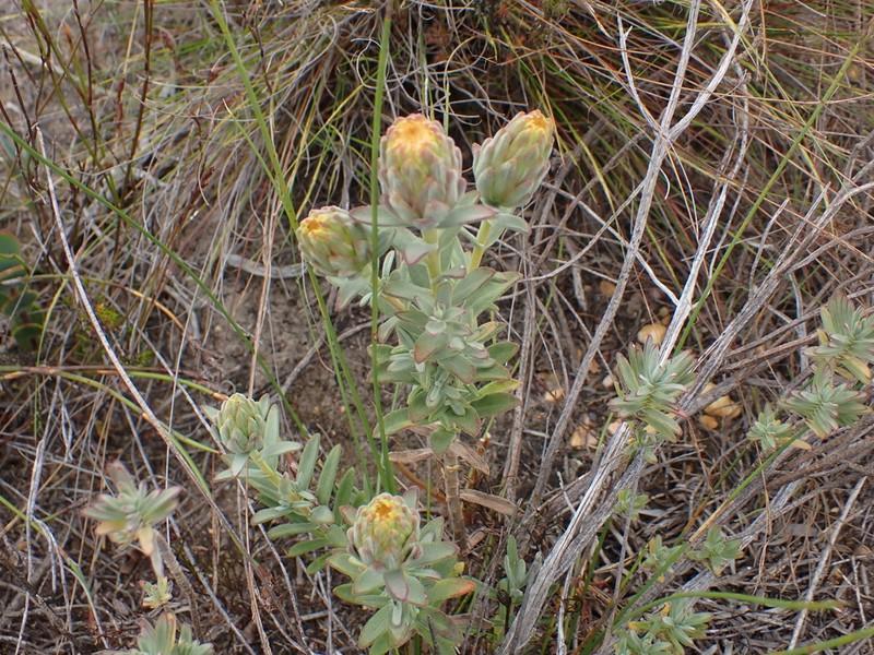 Pteronia scabra photo 7