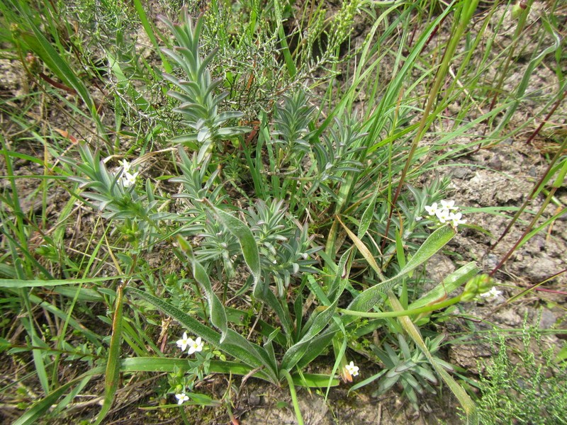 Pteronia scabra photo 8