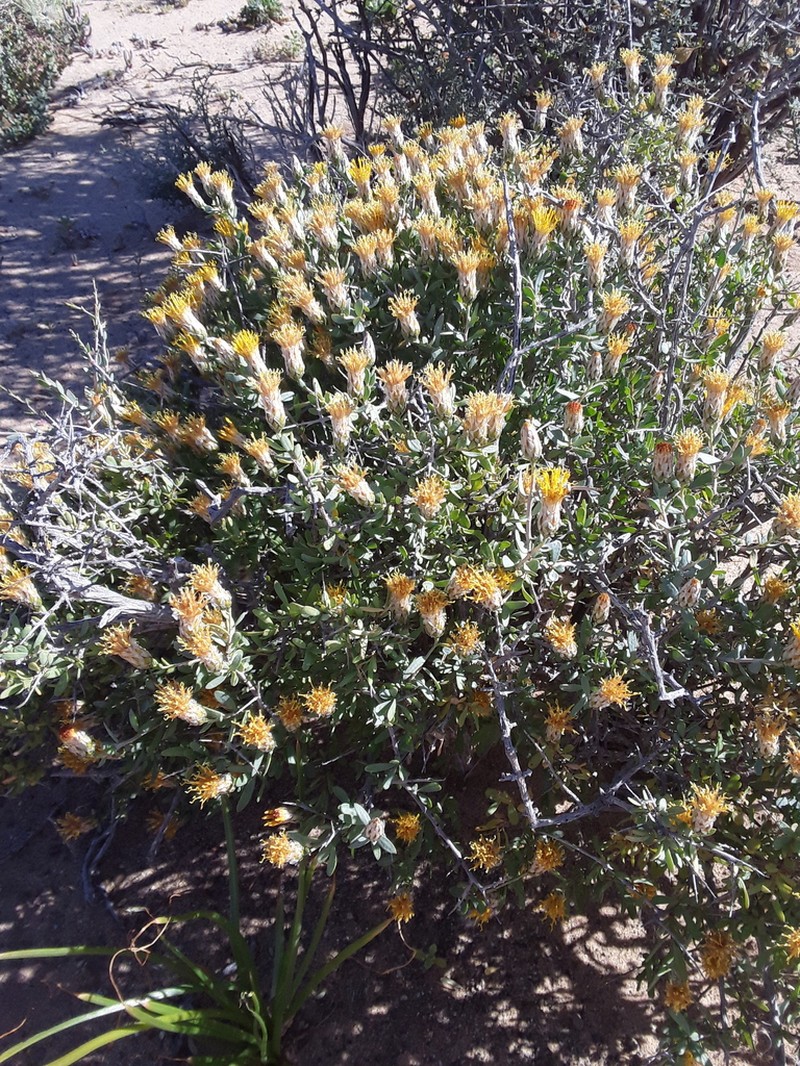 Pteronia scariosa