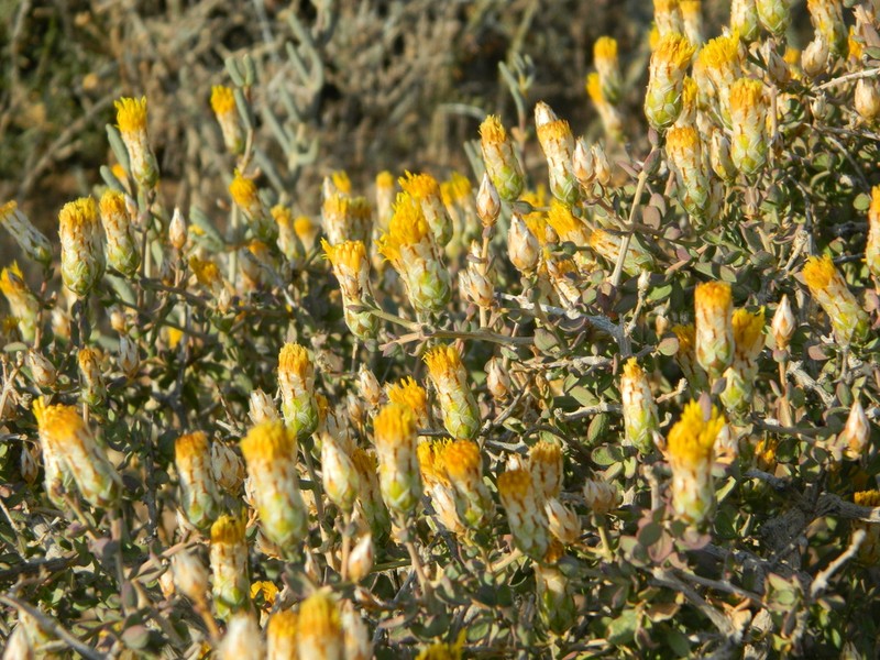Pteronia scariosa photo 3