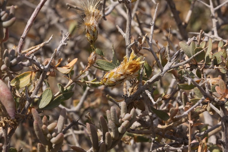 Pteronia scariosa photo 4