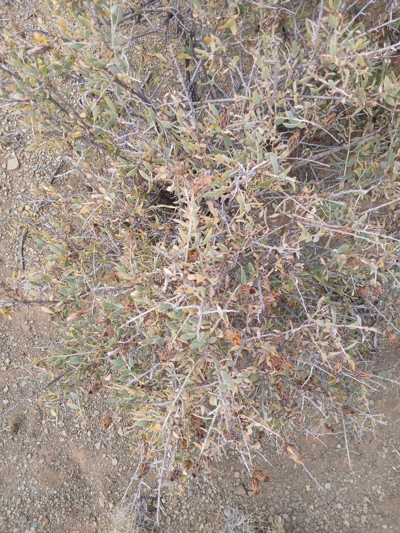 Pteronia scariosa photo 6