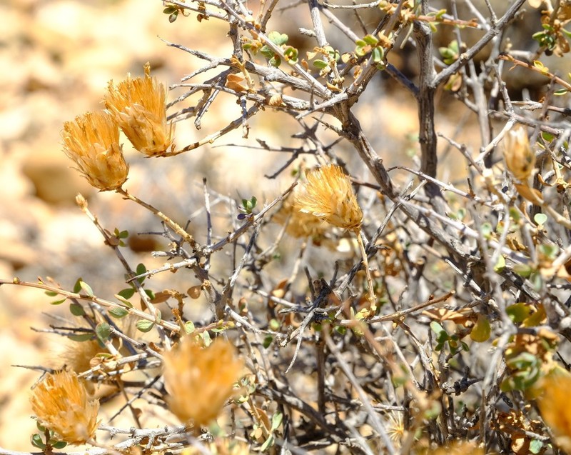 Pteronia scariosa photo 7