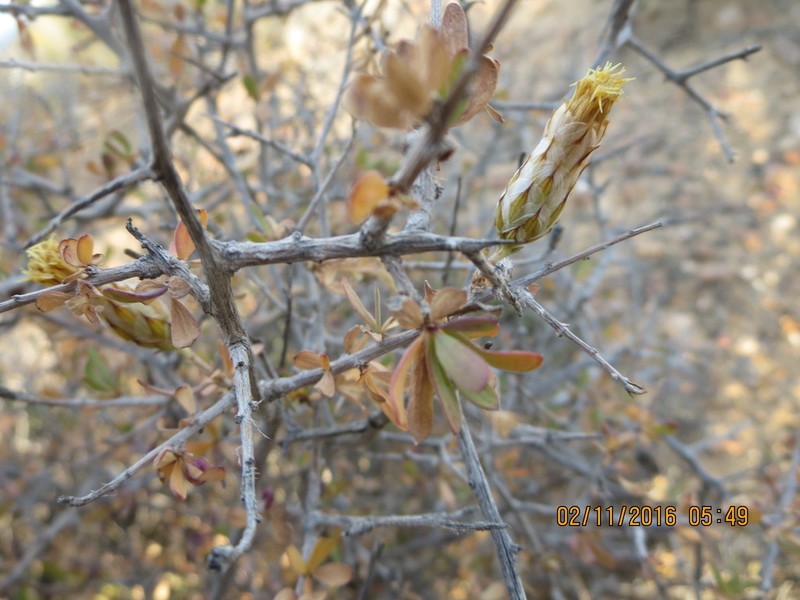 Pteronia scariosa photo 8