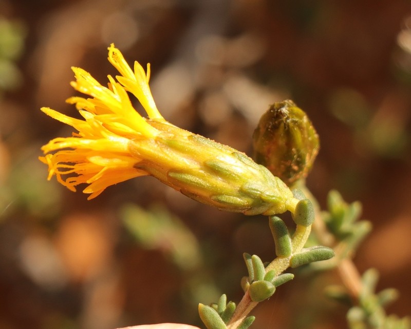 Pteronia sordida