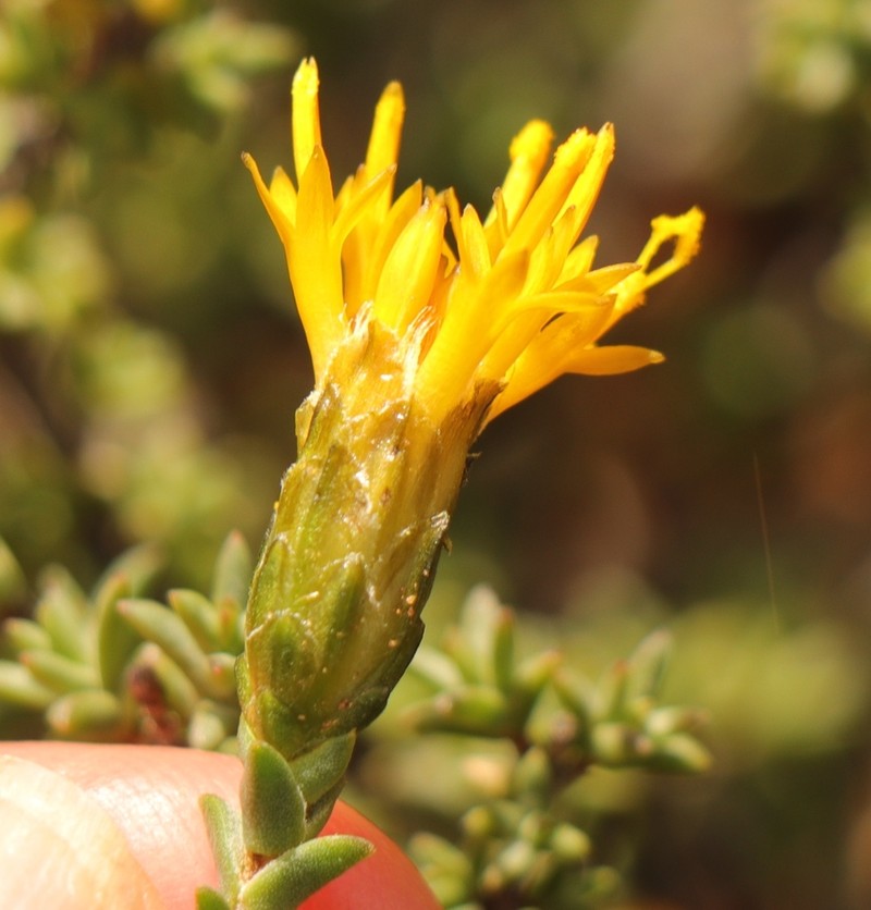 Pteronia sordida photo 2