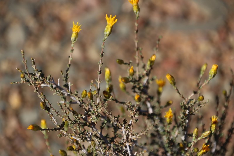 Pteronia sordida photo 3