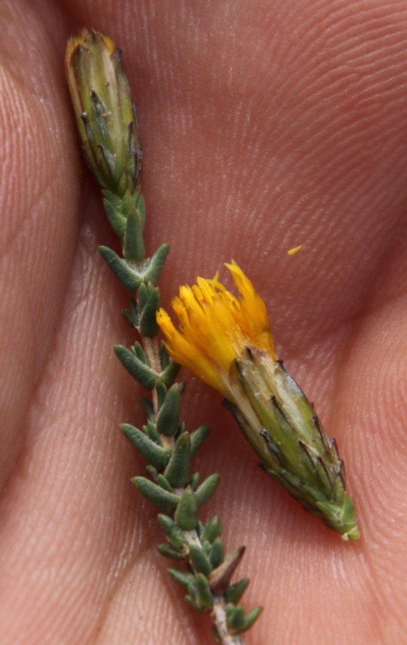 Pteronia sordida photo 4