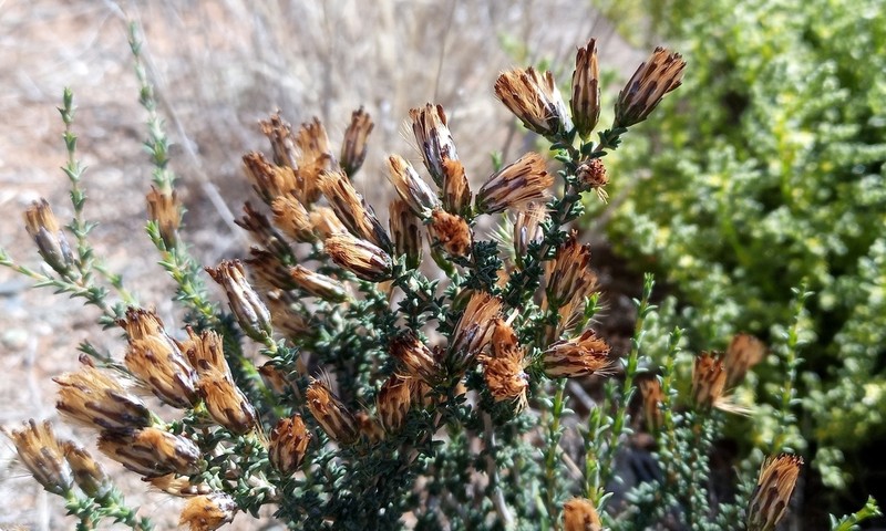 Pteronia sordida photo 5