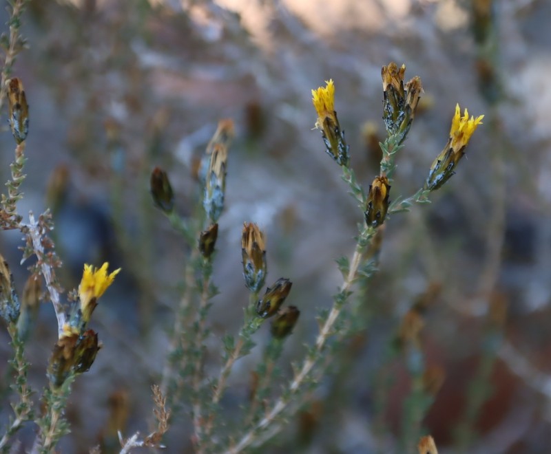 Pteronia sordida photo 6