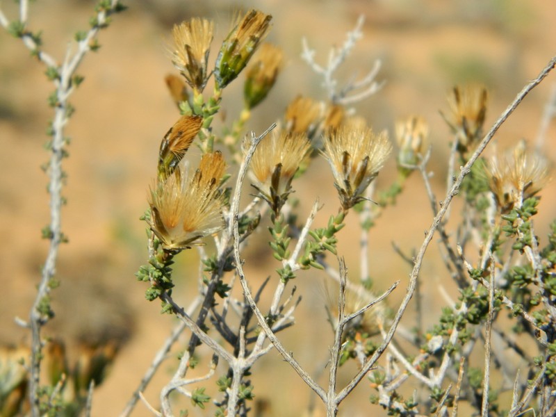 Pteronia sordida photo 7