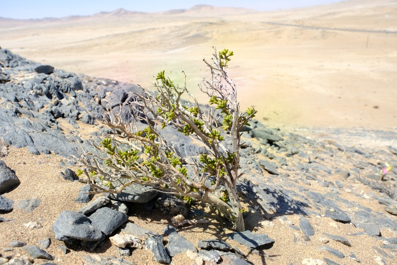 Pteronia spinulosa