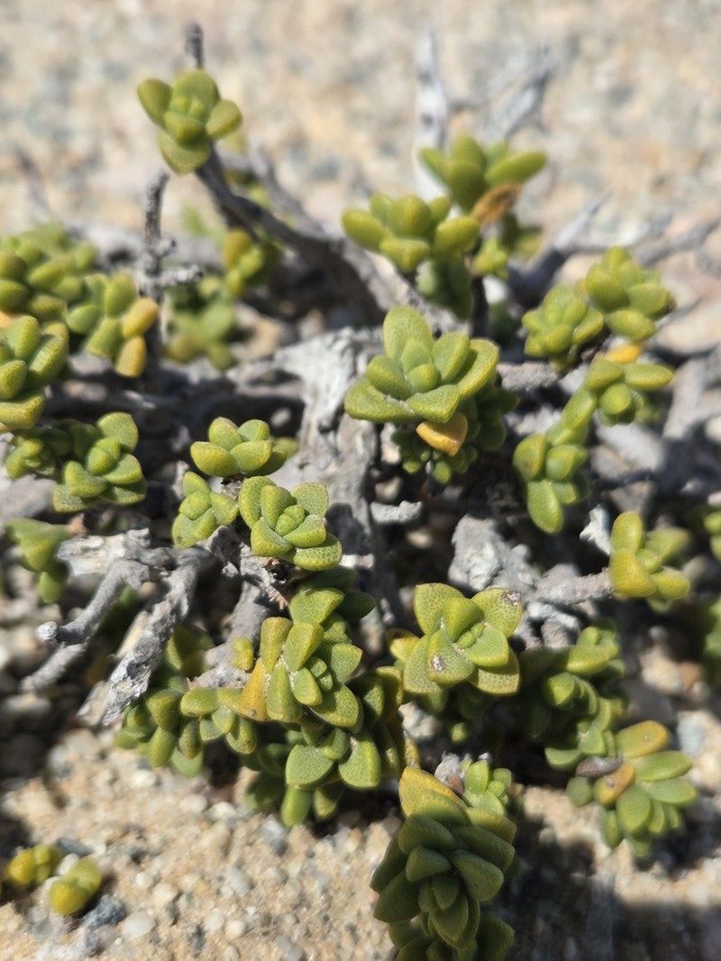 Pteronia spinulosa photo 2