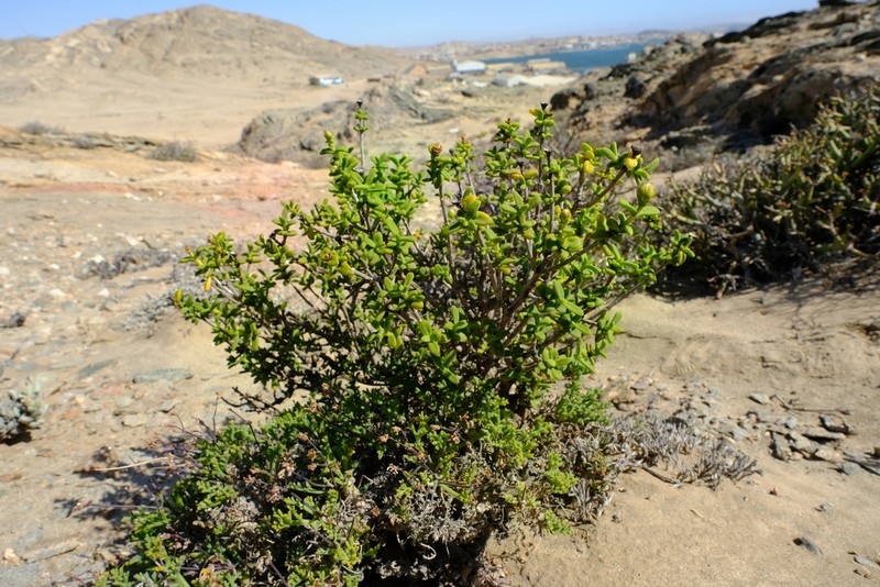 Pteronia spinulosa photo 3