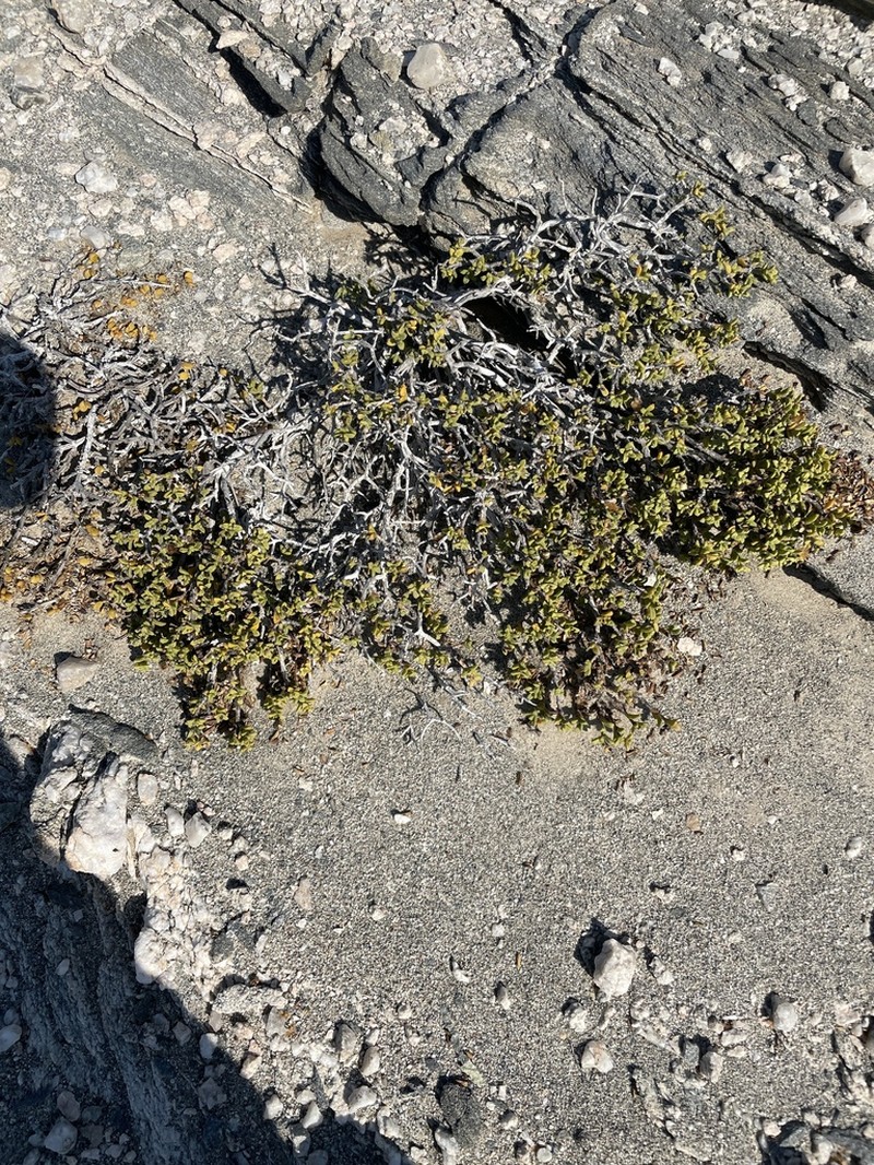 Pteronia spinulosa photo 4