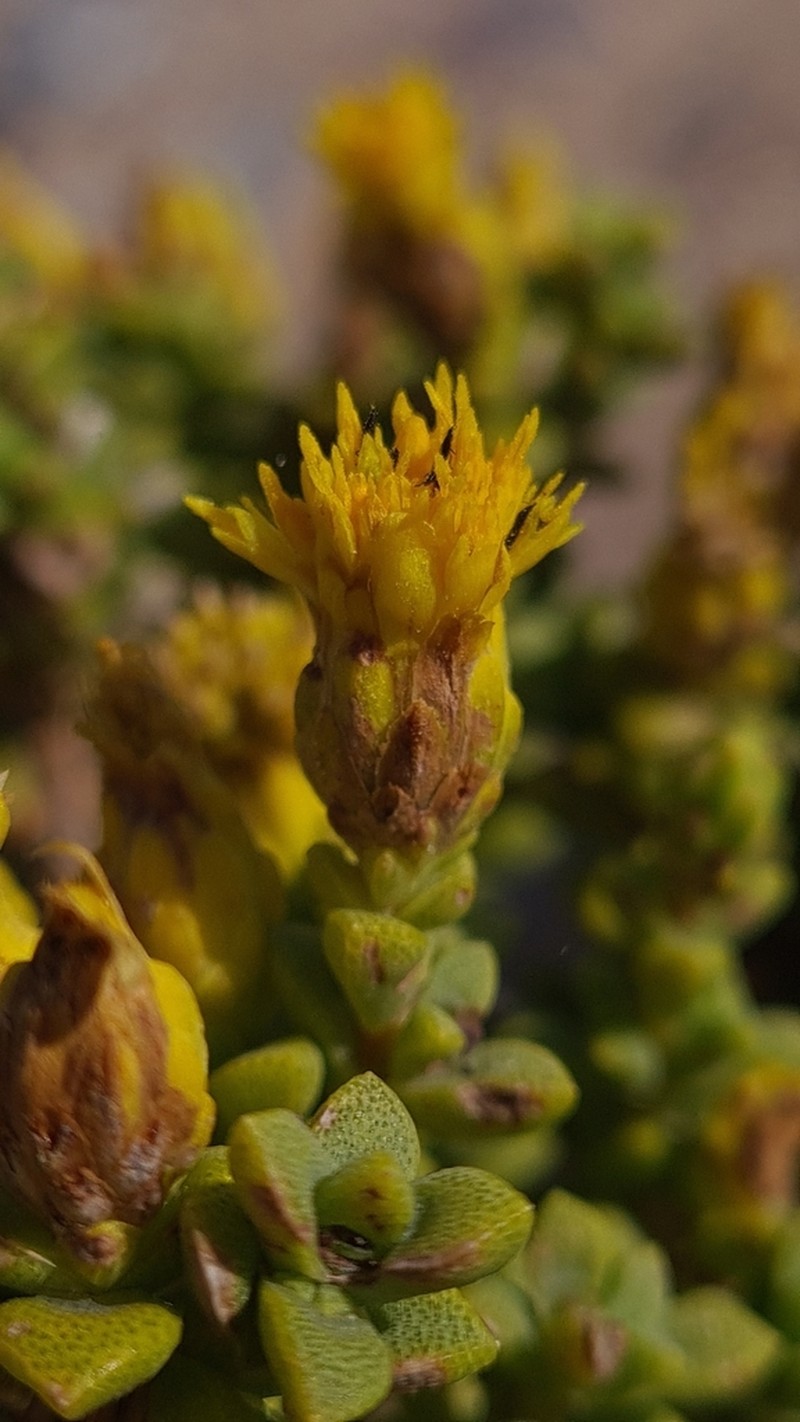Pteronia spinulosa photo 5