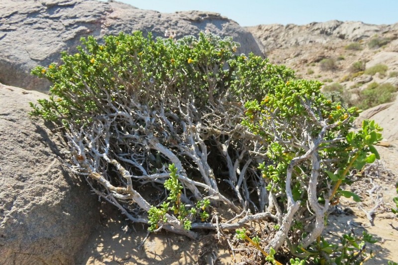 Pteronia spinulosa photo 6