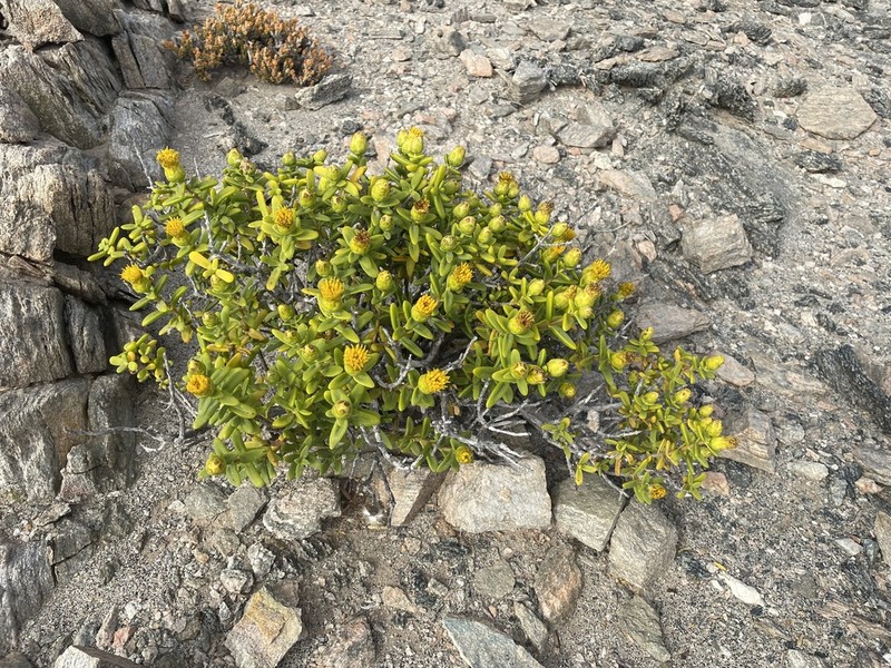 Pteronia spinulosa photo 7