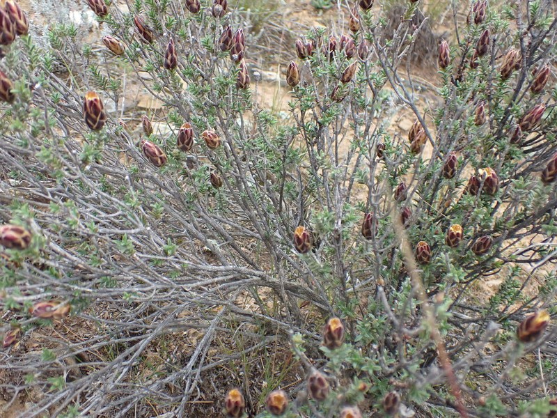Pteronia stoehelinoides