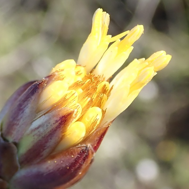 Pteronia stoehelinoides photo 2