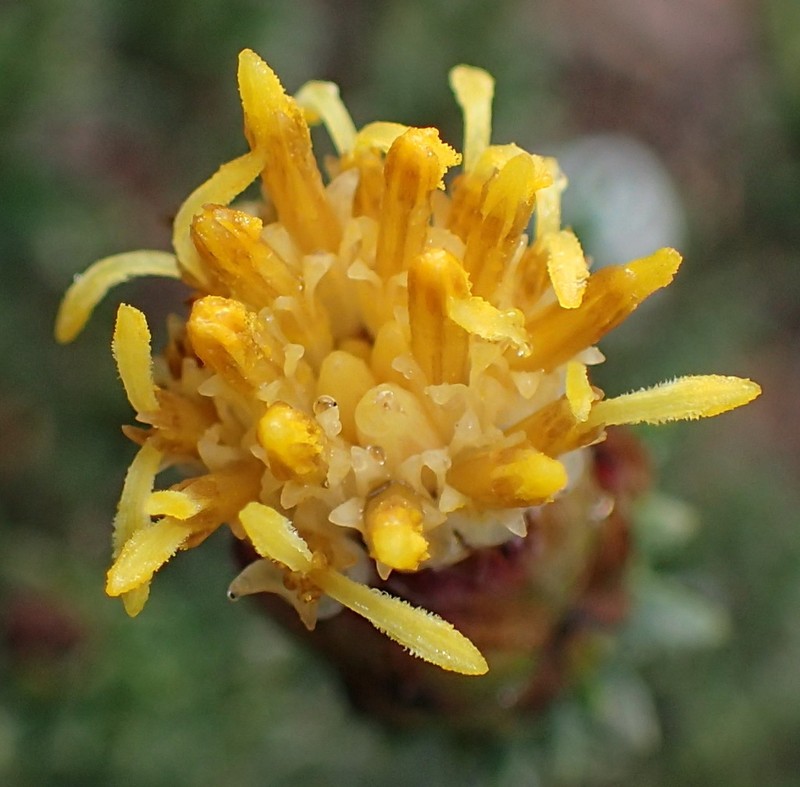 Pteronia stoehelinoides photo 3