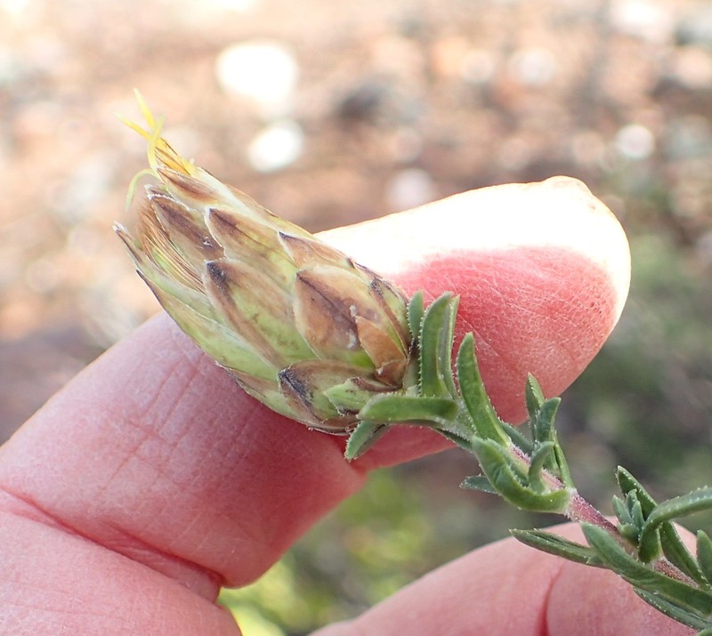 Pteronia stoehelinoides photo 4