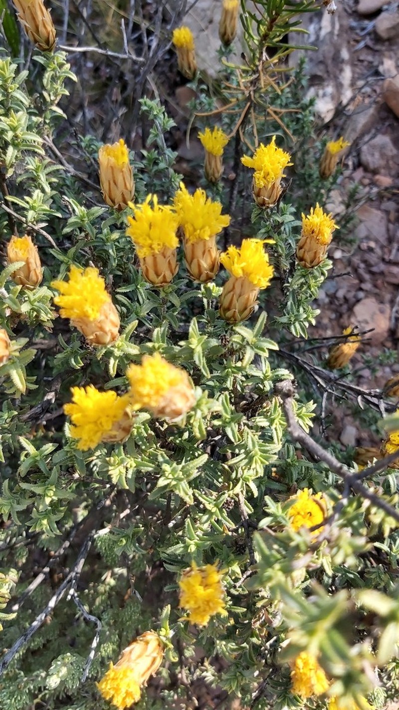 Pteronia stoehelinoides photo 6