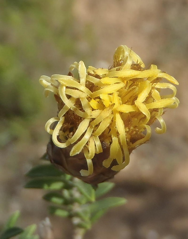 Pteronia stoehelinoides photo 8
