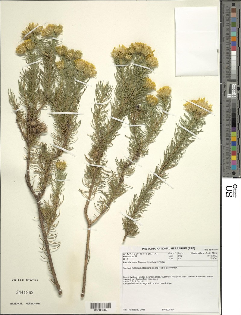 Pteronia stricta