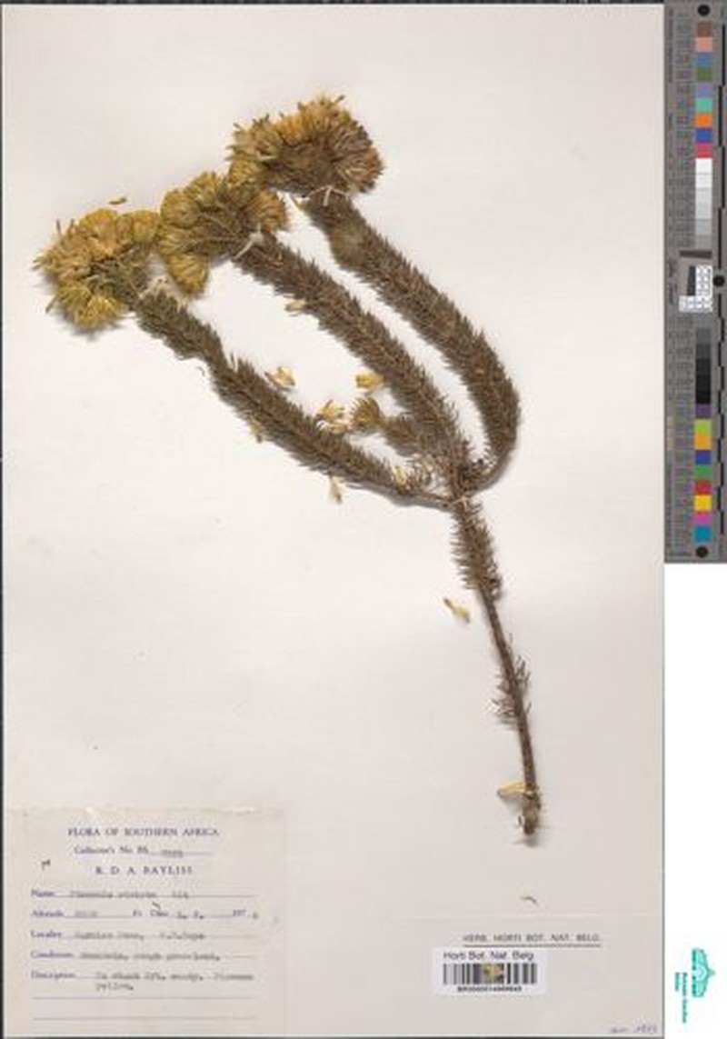 Pteronia stricta photo 2