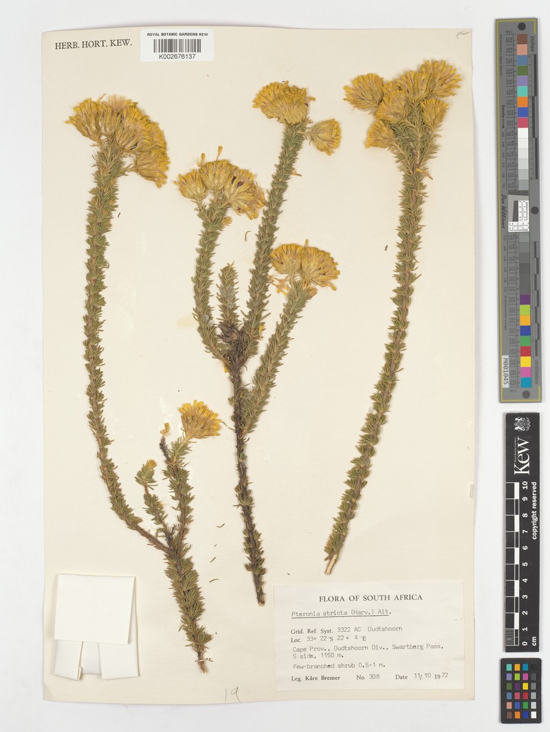 Pteronia stricta photo 3
