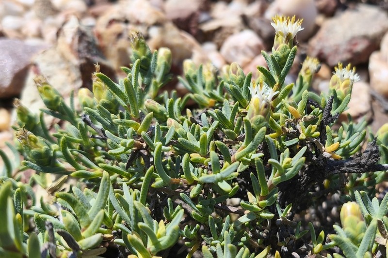 Pteronia succulenta photo 2