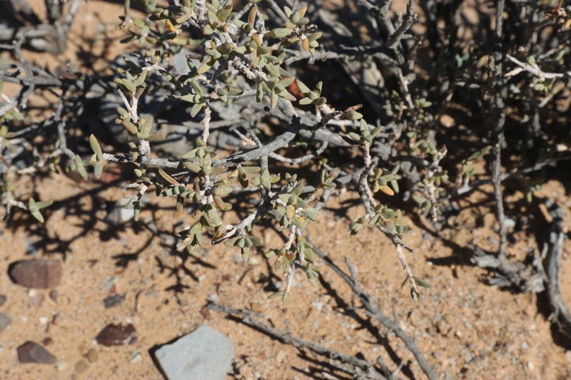 Pteronia succulenta photo 3