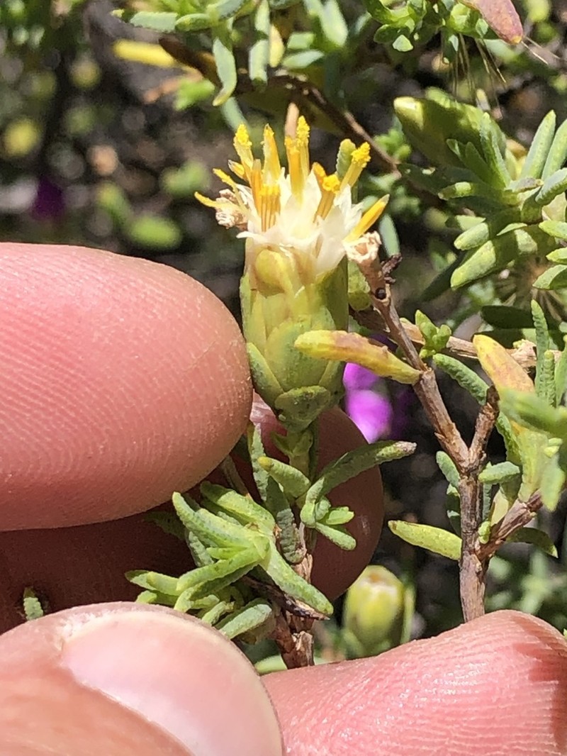 Pteronia succulenta photo 4