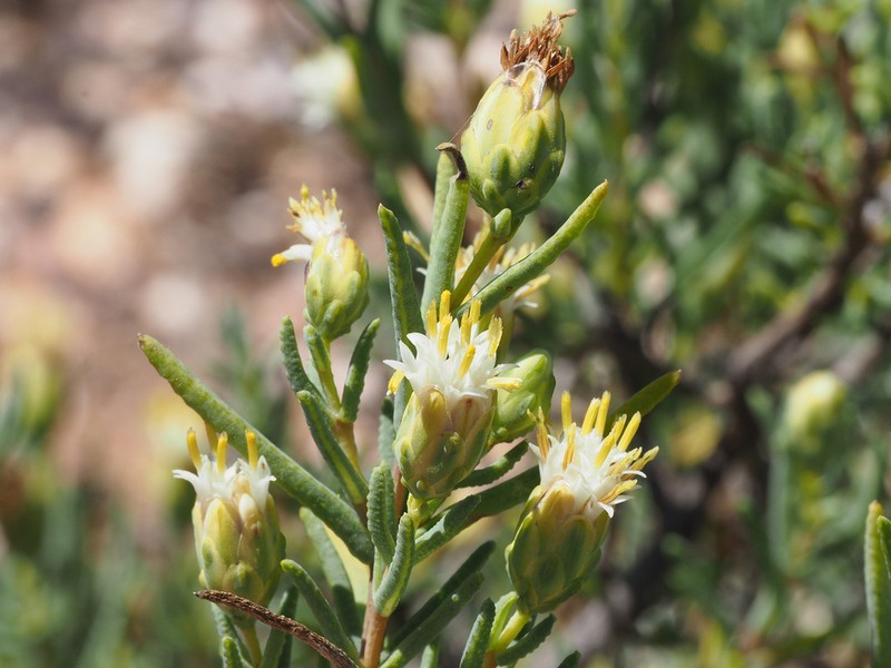 Pteronia succulenta photo 5