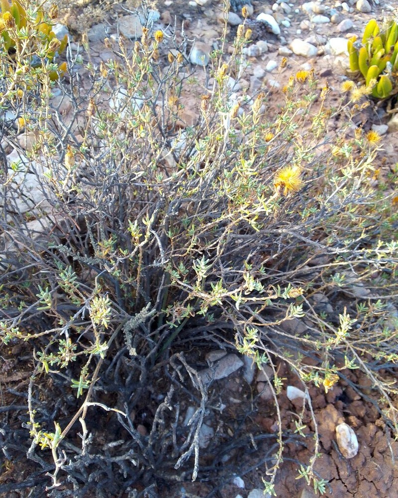 Pteronia succulenta photo 6